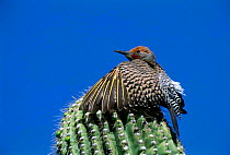 Gilded flicker female with wings spread to shade nest in Saguaro cactus. Arizona, USA {Colaptes chrysoides} North America