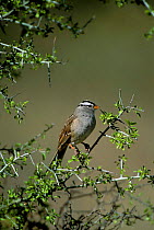 White crowned sparrow in bush {Zonotrichia leucophrys} Green valley, Arizona, USA