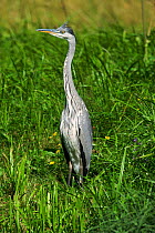 Grey heron {Ardea cinerea} UK