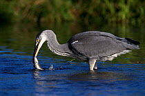 Grey heron catching fish {Ardea cinerea} UK