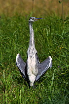 Grey heron sunning {Ardea cinerea} UK