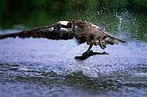 Osprey catching fish {Pandion haliaetus} UK