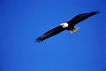 American bald eagle flying {Haliaeetus leucocephalus} Kenai pen, Alaska, USA