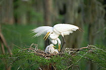 Great egret pair at nest with chicks {Ardea alba}, Cypress swamp, Louisiana, USA