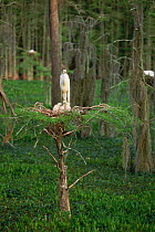 Great egret at nest with chicks {Ardea alba} in cypress swamp, Louisiana, USA