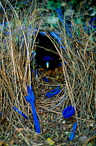 Satin bowerbird male at bower decorated with blue objects to attract mate, Lamington NP.