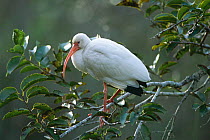 White ibis in non-breeding plumage {Eudocimus albus} Corkscrew swamp sanctuary, Florida, USA