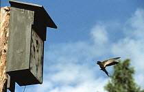 Common swift (Apus apus) flying to nestbox, throat pouch full of insects for young, Sweden. July