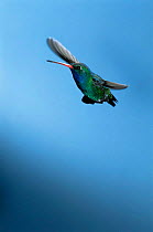 Broad billed hummingbird  {Cynanthus latirostris} male in flight, Madera Canyon, Arizona, USA