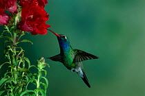 Broad billed hummingbird male feeding {Cynanthus latirostris} Arizona, USA