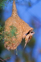 Penduline tit at nest {Remiz pendulinus} Spain