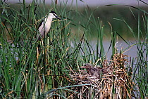 Black crowned night heron at nest with chicks. Spain {Nycticorax nycticorax}