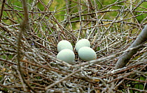Black crowned night heron eggs in nest. Spain {Nycticorax nycticorax}