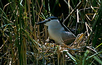 Black crowned night heron on nest in reeds. Spain {Nycticorax nycticorax} Spain