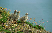 Herring gull chicks calling {Larus argentatus} Spain