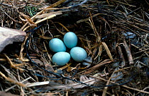 Spotless starling eggs in nest {Turdus unicolor} Spain