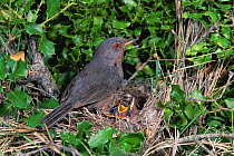 Subalpine warbler female at nest with chicks, Spain {Sylvia cantillans}