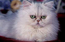 Pure bred white Persian domestic cat {Felis catus}