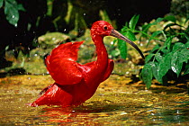 Scarlet ibis bathing in water {Eudocimus ruber} - occurs Trinidad & northern S America