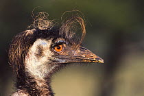 Face profile of Emu {Dromaius novaehollandiae} Australia