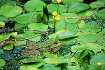 Marsh frog {Rana ridibunda} in pond with water lilies, UK
