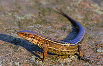 Viviparous lizard {Lacerta vivipara} Peak District NP, Derbyshire, UK