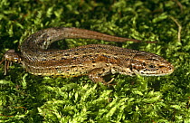 Viviparous lizard male {Lacerta / Zootoca vivipara} Surrey, UK