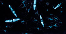 Bioluminescent Dinoflagellates {Pyrocistus sp.} flashing at night. Starlight image intensifier camera image taken with no artificial light.