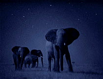 African elephant herd {Loxodonta africana} at night, Masai Mara. Starlight image intensifier camera image taken with no artificial light.