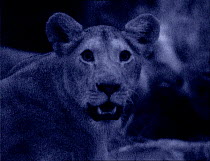 Lioness at night with dilated pupils, Kenya. Starlight image intensifier camera image taken with no artificial light.