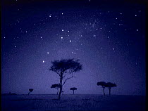 The Southern Cross star constellation shining above Ballenites trees in Masai Mara, Kenya. Starlight image intensifier camera image taken with no artificial light.