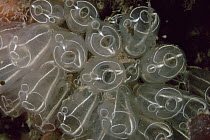 Light bulb tunicates {Clavelina lepadiformis} UK