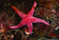 Bloody henry starfish {Henricia oculata} UK