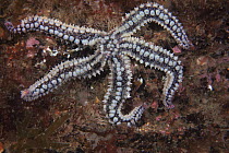 Spiny starfish {Marthasterias glacialis} UK