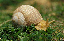 Edible snail {Helix pomatia} Sussex, UK