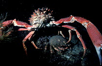 Spiny spider crab pair {Maja squinado} UK