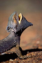 Inland bearded dragon lizard threat display, Australia. {Amphibolurus vitticeps}