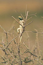 Blue headed ground agama {Agama agama aculeata} male displaying on twigs. Kalahari Gemsbok NP, South Africa