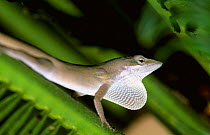 Green anole display {Anole carolinensis} brown phase, Florida, USA