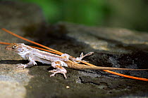 Cuban brown anole moulting {Anole sagrei sagrei} introduced to Florida state, USA