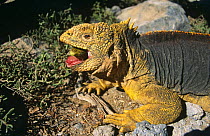 Land iguana eating cactus fruit (Conolophus subcristatus) South Plaza Island, Galapagos