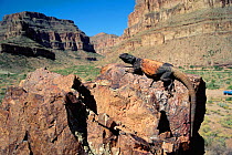 Chuckwalla lizard sunning {Sauromalus obesus} Grand Canyon, AZ, USA