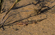 Turkish gecko {Hemidactylus turcicus} on sand, Spain