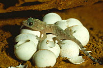Brook's gecko hatchling and eggs {Hemidactylus brooki} Tsavo East NP, Kenya