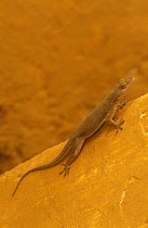 Yellow bellied house gecko {Hemidactylus flaviviridis} Bandhavgarh NP, India