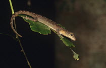 Madagascar dwarf gecko (Lygodactylus madagascariensis), Mount d'Ambre National Park, Madagascar