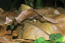 Leaf tailed gecko on forest floor {Uroplatus phantasticus} Marojejy NP, Madagascar