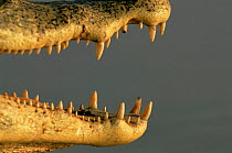 Spectacled caiman {Caiman crocodilus} jaw and teeth close-up. Llanos, Venezuela,  S. America