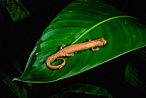 Salamander {Bolitoglossa sp} on leaf, Amazon, Ecuador, South America