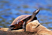 Red bellied turtle male sunning {Pseudemys rubriventris} New Jersey, USA